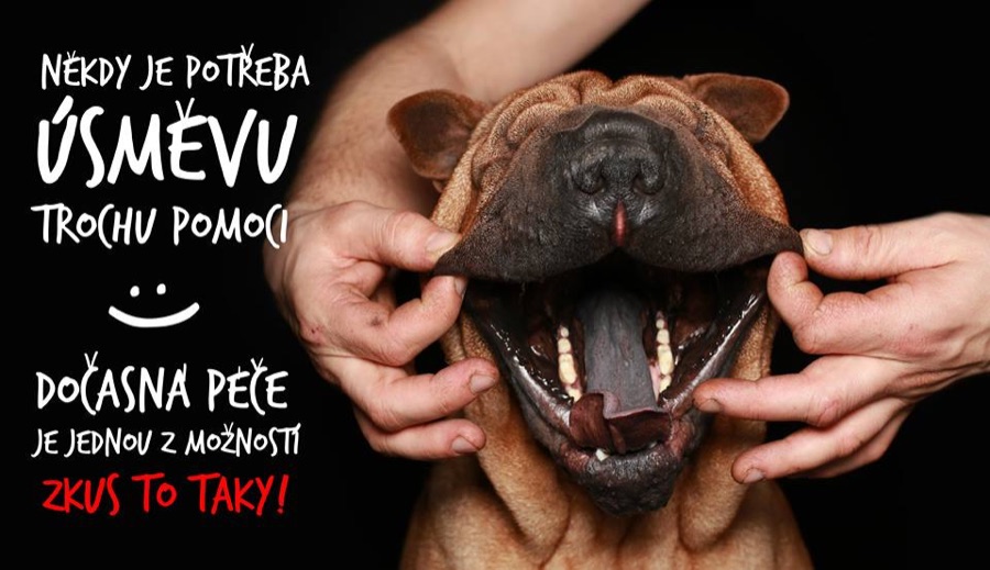 Šarpej v nouzi